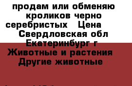 продам или обменяю кроликов черно-серебристых › Цена ­ 300 - Свердловская обл., Екатеринбург г. Животные и растения » Другие животные   